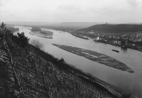 Rhein Niedrigwasser 1971 Krausaue/Rüdesheimer Aue