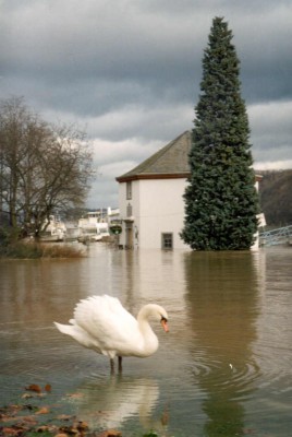 Koblenz, Pegelhaus, Hochwasser Januar 1995